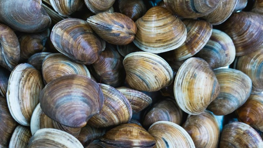 Allarme mare caldo: a rischio vongole, cozze e ricci