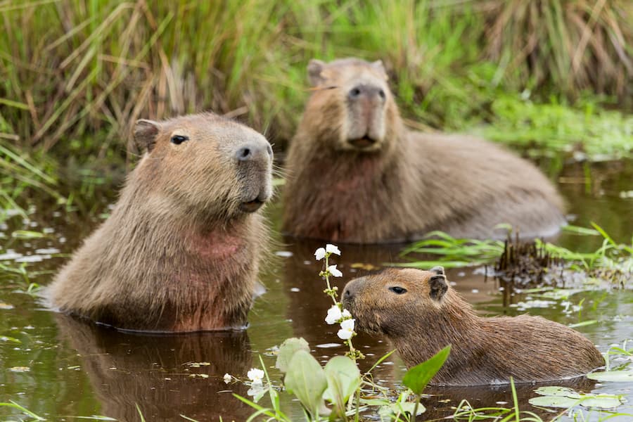 Caccia ai capibara, scontro aperto tra biologi e attivisti in Colombia