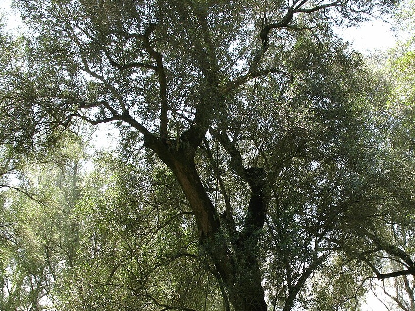 Deserto di Sicilia: BAPS adotta 50 alberi di olivo