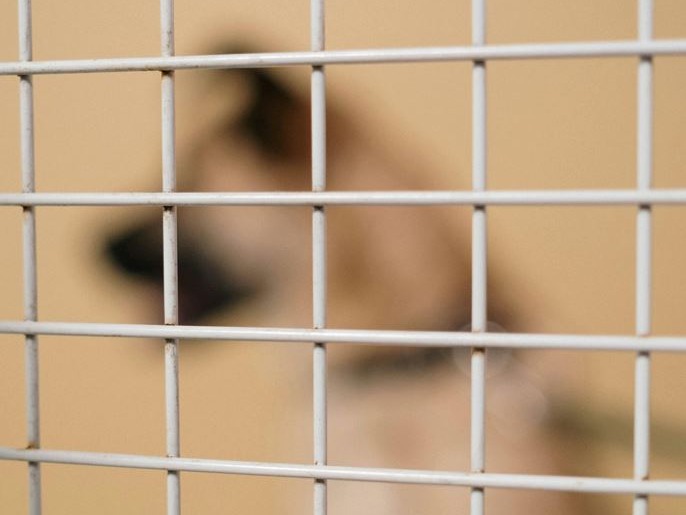 Colpo al traffico mondiale di animali vivi, operazione coinvolge le polizie di 124 Paesi