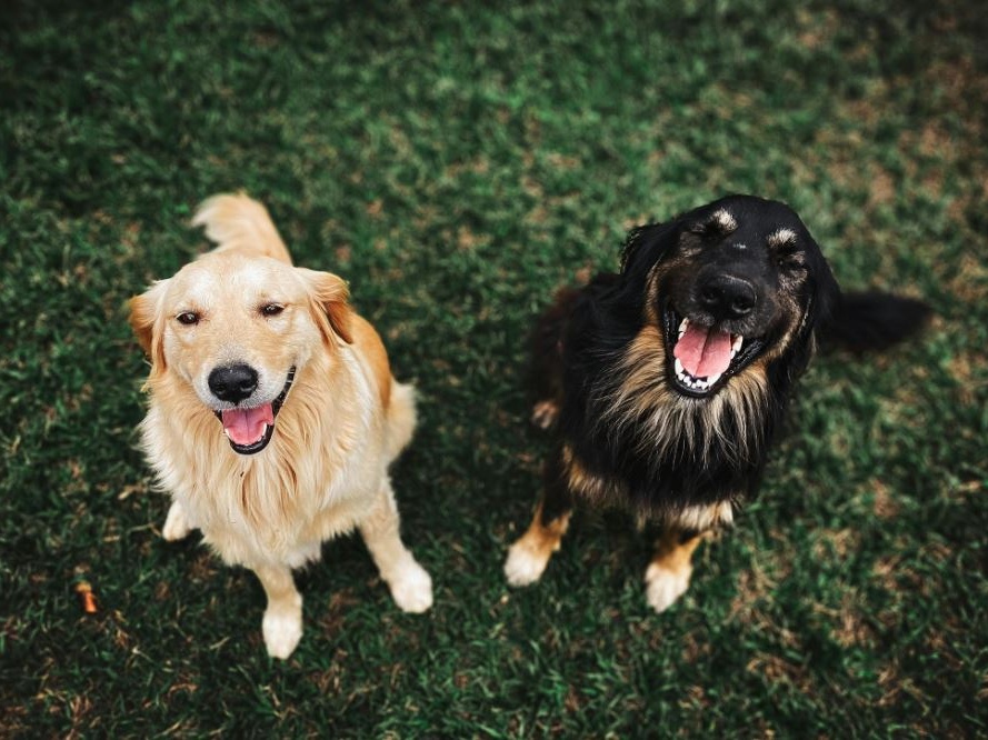 Vacanze a quattro zampe: oltre 7 milioni di animali domestici in viaggio con i loro padroni, ma le paure restano