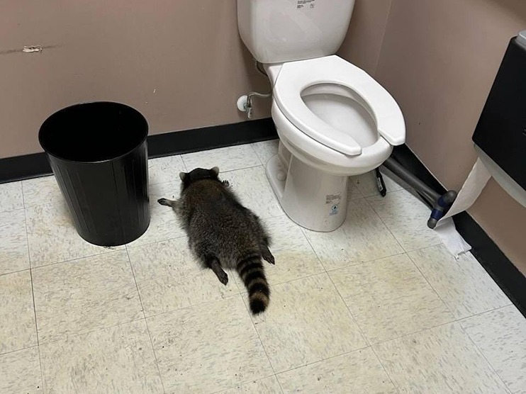 Procione, steso da una sbronza, soccorso dopo una notte brava in un negozio di alcolici