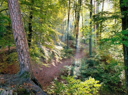 Mundys lancia Neya, la nuova società benefit per la rimozione del carbonio e la riforestazione