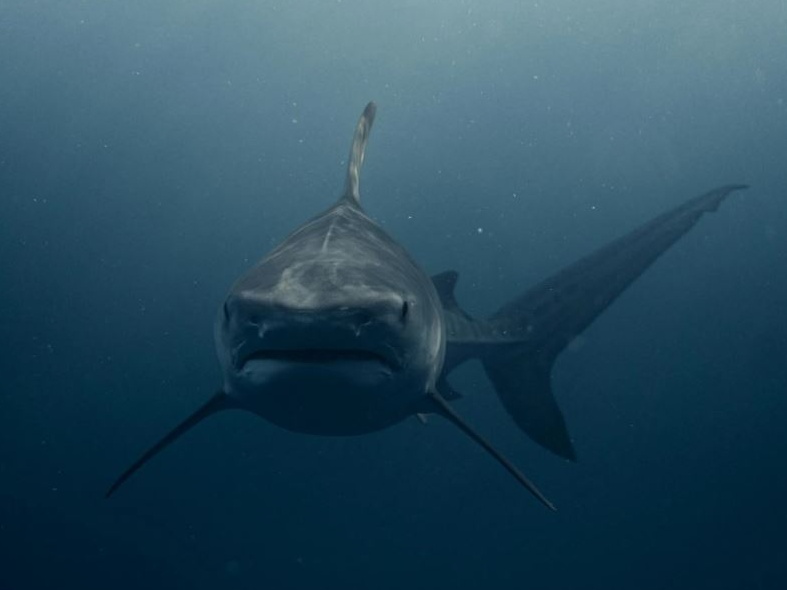 Australia: dopo ripetuti attacchi di squali ai bagnanti, chiuse dozzine di spiagge lungo la costa Est